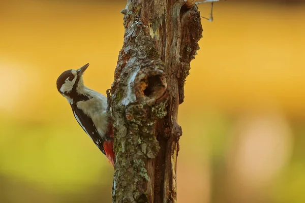 Buntspecht Dendrocopos Major Auf Einem Trockenen Stamm Mit Farbigem Hintergrund — Stockfoto