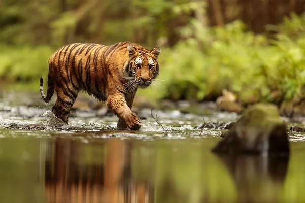 オスシベリアトラ Panthera Tigris Tigris — ストック写真