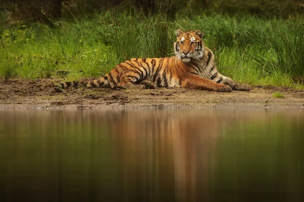 Male Siberian Tiger Panthera Tigris Tigris Resting Sandy Shore Lake — Stock Photo, Image