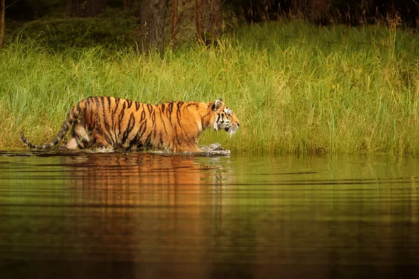 시베리아 호랑이 Panthera Tigris Tigris 옆으로 호수의 — 스톡 사진