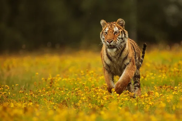 Man Sibirisk Tiger Panthera Tigris Tigris Ung Och Fortfarande Vill — Stockfoto