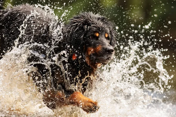 Svart Och Guld Hovie Trevlig Hund Hovawart Rinner Genom Vatten — Stockfoto