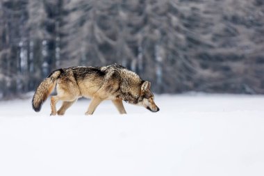 Gri Kurt (Canis lupus) avlanmak için av arıyor