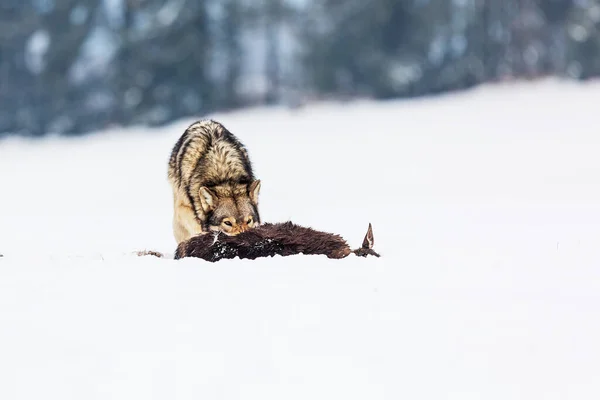 Szürke Farkas Canis Lupus Eszik Egy Rénszarvast Fogott Mély — Stock Fotó