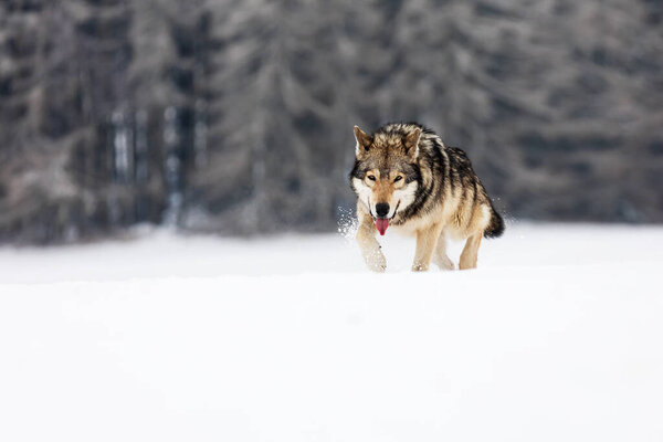 Gray wolf (Canis lupus) wades through deep snow in the wilderness