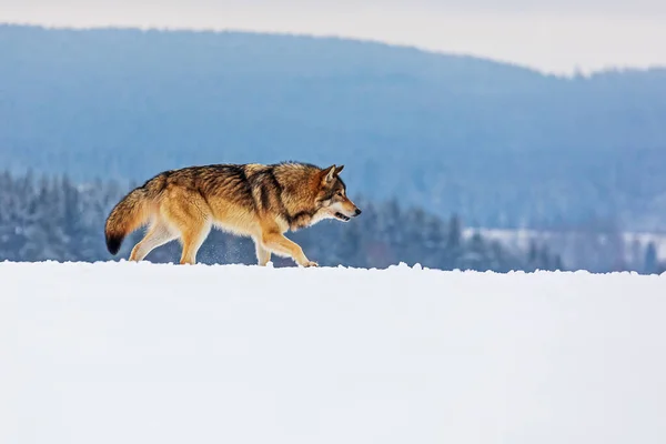 Серый Волк Canis Lupus Ищет Добычу Охоты — стоковое фото