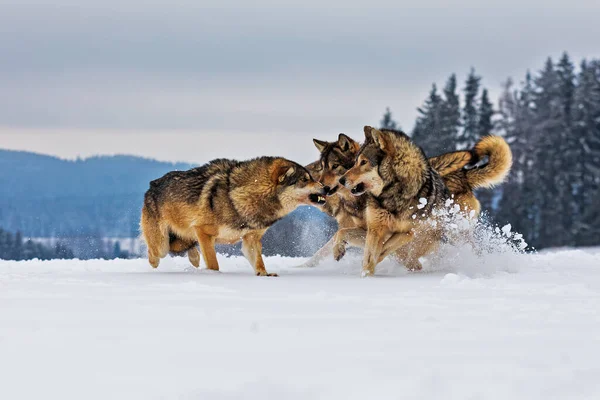 Lobo Gris Canis Lupus Manada Luchando Entre Invierno Nieve Desierto —  Fotos de Stock