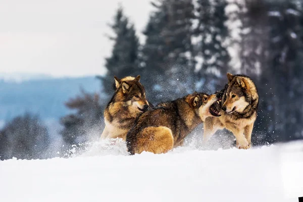 Stado Wilków Szarych Canis Lupus Walczące Sobą Zimą Śniegu Pustyni — Zdjęcie stockowe