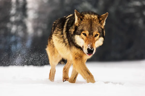 Szürke Farkas Canis Lupus Veszélyes Állat Nagyon Közel Jött — Stock Fotó