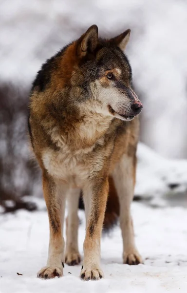 Erkek gri kurt (Canis lupus) portresi kışın karla kaplanır
