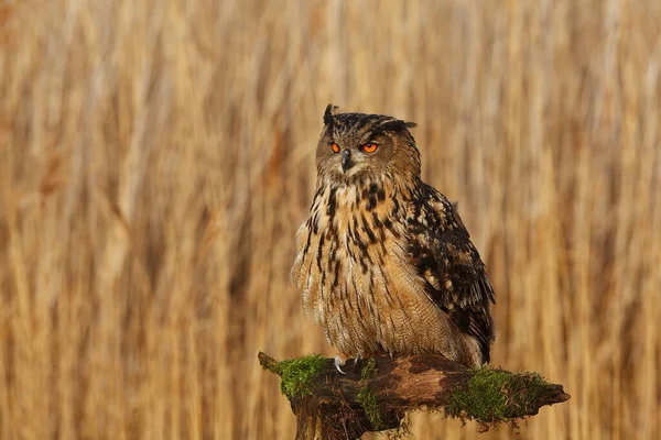 Male Eurasian Eagle Owl Bubo Bubo Sitting Ground Low Grass — Stock Photo, Image