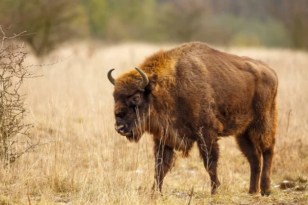 Görkemli Avrupa Bizonu Bison Bonasus Çok Büyük Memeli Ile Karşılaşır — Stok fotoğraf