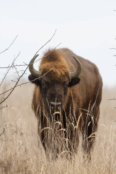 Majestic European Bison Bison Bonasus Very Beautiful Animal Close — Stock Photo, Image