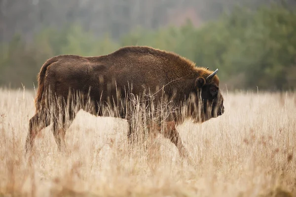 Majestätische Bisons Bison Bonasus Durchqueren Die Ebene Der Wildnis — Stockfoto