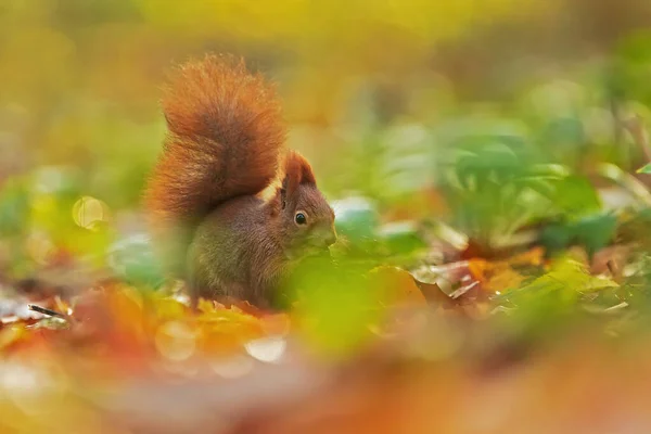 秋の森で食べ物を探している野生のユーラシア レッドリス Sciurus Valgaris — ストック写真