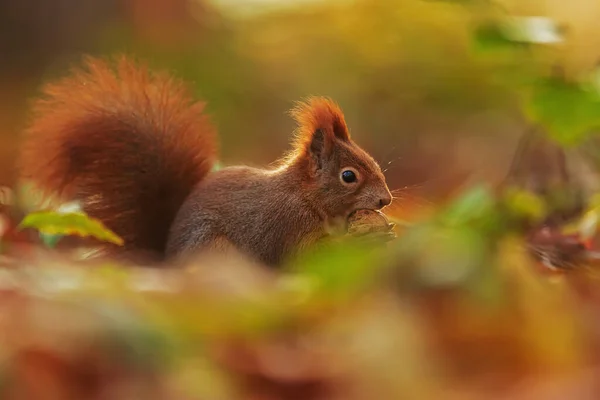 Євразійська Червона Білка Sciurus Vulgaris Червонувата Зникає Листі — стокове фото