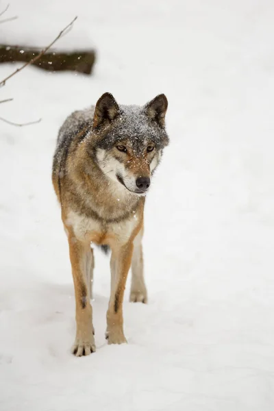 Lobo Gris Canis Lupus Observa Cerca Los Alrededores Tiene Una —  Fotos de Stock