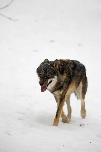 Grauwolf Canis Lupus Spaziert Durch Den Schnee Und Bei Schneefall — Stockfoto