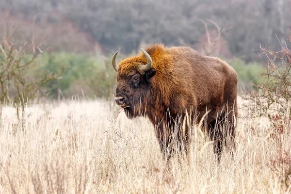 ヨーロッパ最大の哺乳類であるヨーロッパのバイソン Bison Bonasus — ストック写真