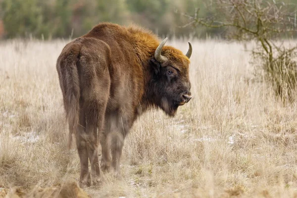 Bison Europe Bison Bonasus Grand Mammifère Qui Vit Europe — Photo