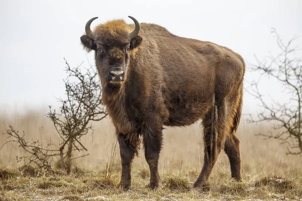 Europese Bizon Bison Bonasus Het Grootste Zoogdier Europa — Stockfoto