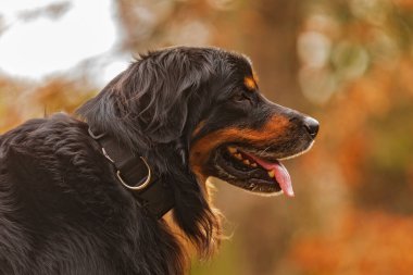 siyah ve altın Hovie sonbaharın kahverengi renginde bir kafa portresi