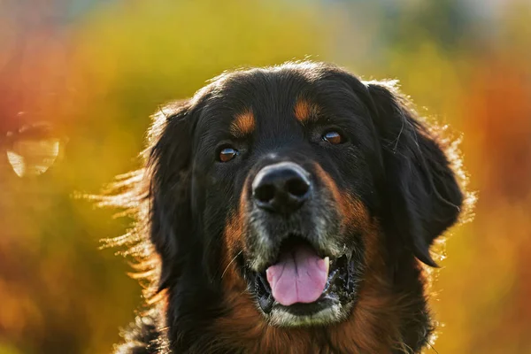 black and gold Hovie frontal portrait in backlight with autumn colored background