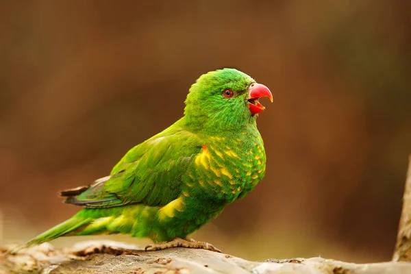 Rainbow Lorikeet Trichoglossus Moluccanus Just Eating Grain — Stock Photo, Image