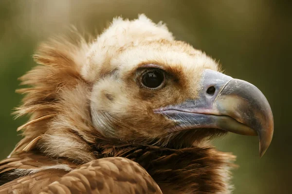 Cinereous Vulture Aegypius Monachus Portrait Very Close Only Head — Stock Photo, Image