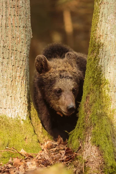 Urso Pardo Ursus Arctos Caminha Floresta Entre Duas Árvores — Fotografia de Stock