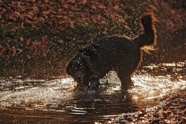 Černá Zlatá Hovie Hraje Lesním Potoce — Stock fotografie