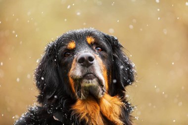 Siyah ve altın renkli Hovie portresi. Kar yağarken yakın plan.