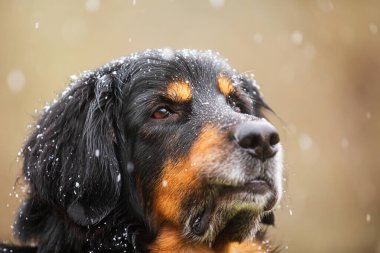 Siyah ve altın renkli Hovie portresi. Kar yağarken yakın plan.