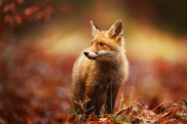 Kızıl Tilki (Vulpes vulpes) sonbahar ormanında dikkatlice bakar, güzel portre yakından