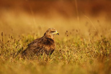 Siyah uçurtma (Milvus migrans) avın üzerinde çimenlerde oturuyor