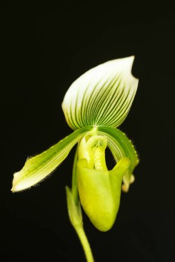Siyah arkaplanlı beyaz bir orkide çiçeğinin (Phalaenopsis) makro görüntüsü