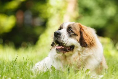 Moskova Bekçi Köpeği çimenlerde yatarken poz veriyor