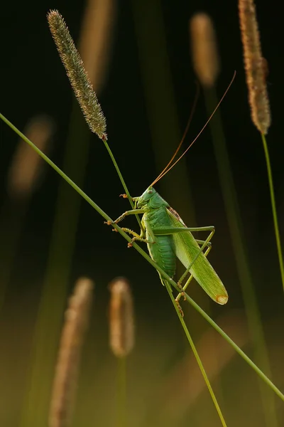 Great Green Bbush Cricket Tettigonia Viridissima Photographed Golden Hour Meadow — Stock Photo, Image
