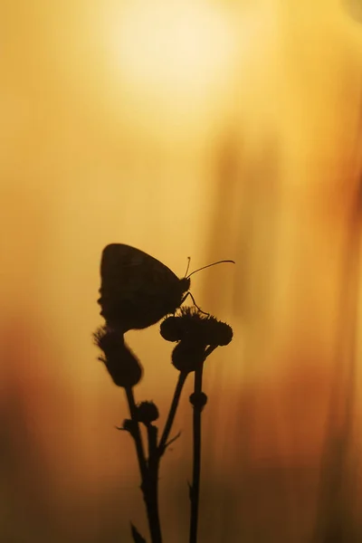 Σιλουέτα Μιας Πεταλούδας Που Κάθεται Ένα Γαϊδουράγκαθο Κατά Διάρκεια Του — Φωτογραφία Αρχείου