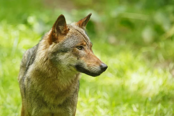 Grijze Wolf Canis Lupus Portret Van Dichtbij — Stockfoto