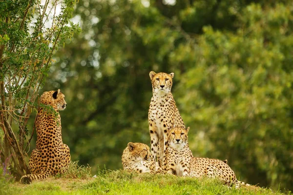 Cheetah Acinonyx Jubatus Family Resting Waiting Hunt — Stock Photo, Image