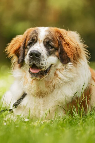 Netter Junger Moskauer Wachhund — Stockfoto