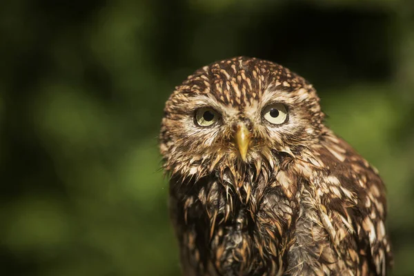 Petite Chouette Athene Noctua — Photo