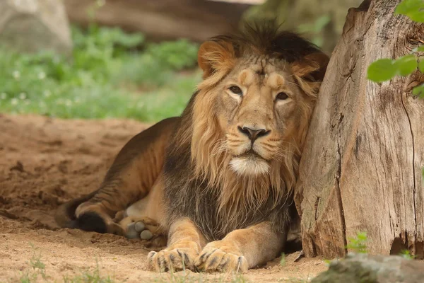 Leão Panthera Leo Deitado Sombra Descansando — Fotografia de Stock