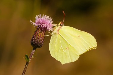 lahana kelebeği (Pieris brassicae) turuncu bir devedikeni çiçeğinin üzerinde oturur.