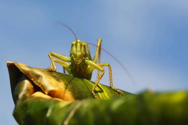 Zöld Bokor Tücsök Tettigonia Viridissima Első Nézet Makró Lövés — Stock Fotó