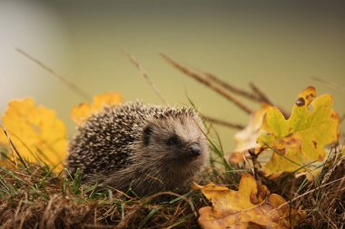 Avrupa kirpisi (Erinaceus europaeus) tehlike olup olmadığına bakar
