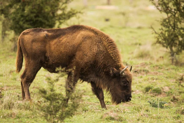 Bison Europe Bison Bonasus Broute Dans Les Plaines — Photo