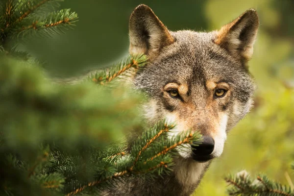 Részletesen Szürke Farkas Canis Lupus Néz Óvatosan Mögül Nagyon Félénk — Stock Fotó