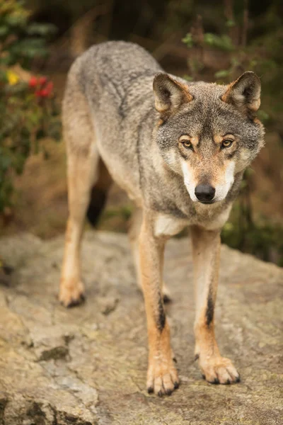 Grijze Wolf Canis Lupus Kijkt Heel Goed Naar Wat Ons — Stockfoto